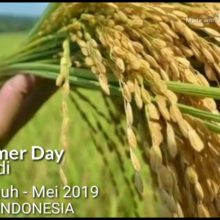Field Farmer Day &#8211; Padang Sumatera Barat
